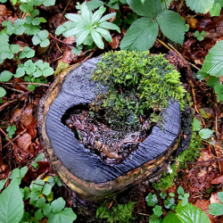 Waldbaden Baumstumpf mit Moos entdecken