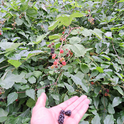 Waldbaden Beeren sammeln mit Peter Amann